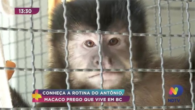 A moda (irresponsável) de ter um macaco-prego como animal de