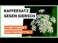 Kaffeesatz gegen giersch funktioniert das hausmittel