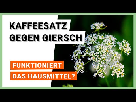 Kaffeesatz gegen Giersch: