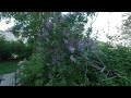 [VR180] Russia, Tomsk, walking , Insta360 Evo, 3d Video
