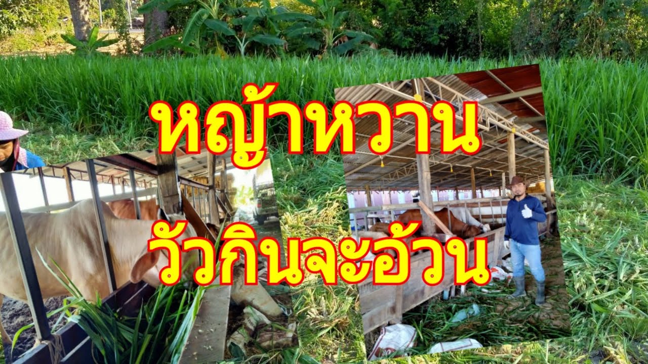 ปลูกหญ้าหวานให้วัวกิน ดียังไงมาดูกัน
