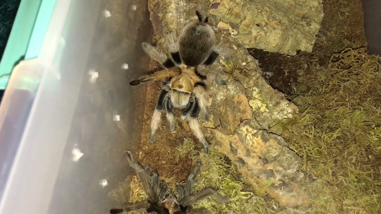 Desert Blonde (Aphonopelma chalcodes) Care