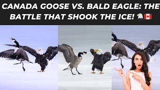 Canada Goose vs. Bald Eagle: The Battle That Shook the Ice! 🦅🇨🇦 #CanadaGooseVsEagle
