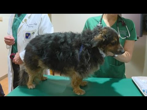 tegna news Largest canine cancer trial ever happening at CSU
