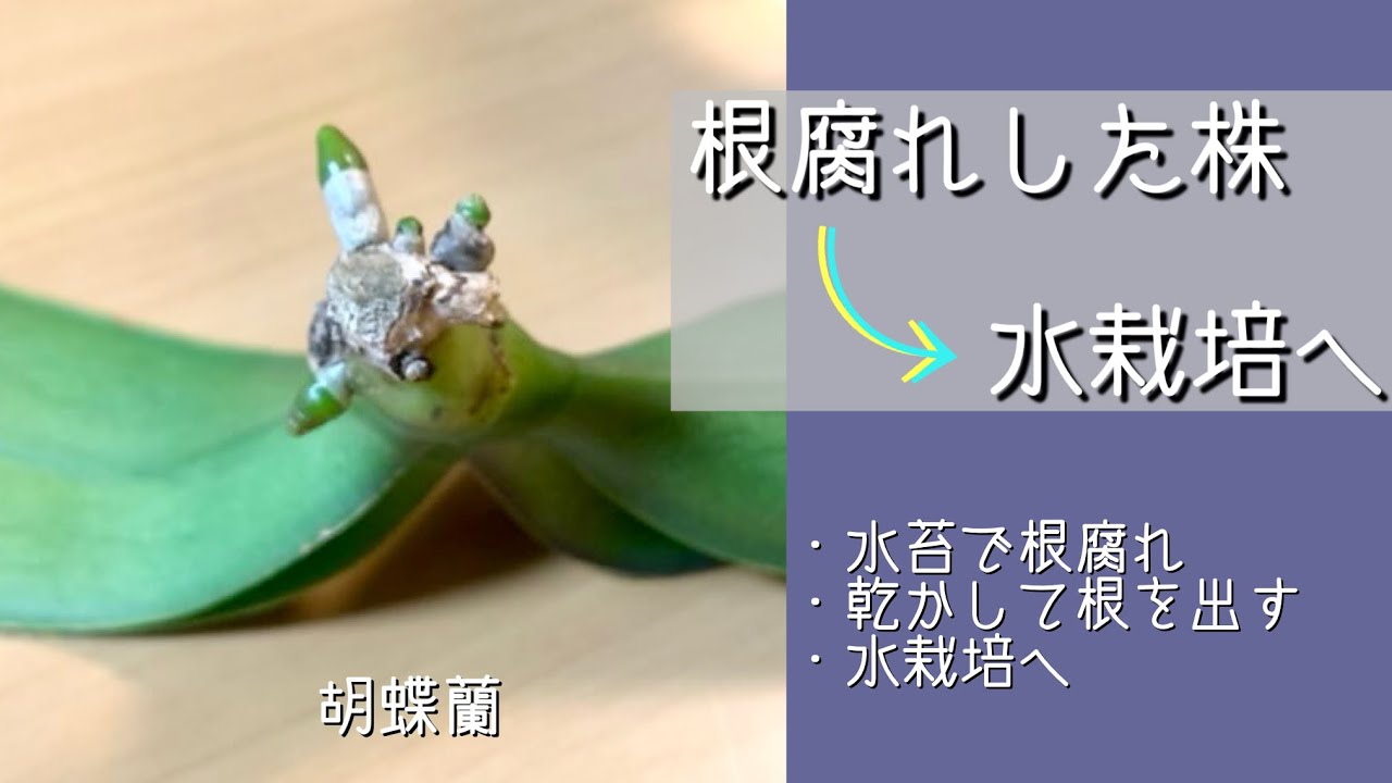 2024年6月7日　胡蝶蘭《根腐れ→水栽培》　根腐れした株は乾かして根を出させる　根冠（根の成長点）のある根を1本だけ水に浸ける　根は乾かしてメリハリをつける！　相談リクエスト
