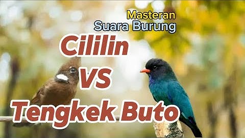 Cililin VS Tengkek Buto | Masteran Unik