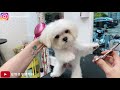 極度反抗 瑪爾濟斯小幼犬初體驗 dog grooming | 夢想寵物美容114
