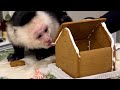 Monkey builds GINGERBREAD HOUSE!