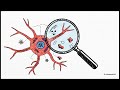 The Brain's Blueprint