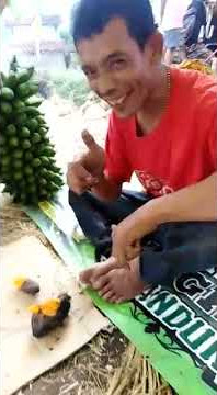 makan ubi bakar kepanasan
