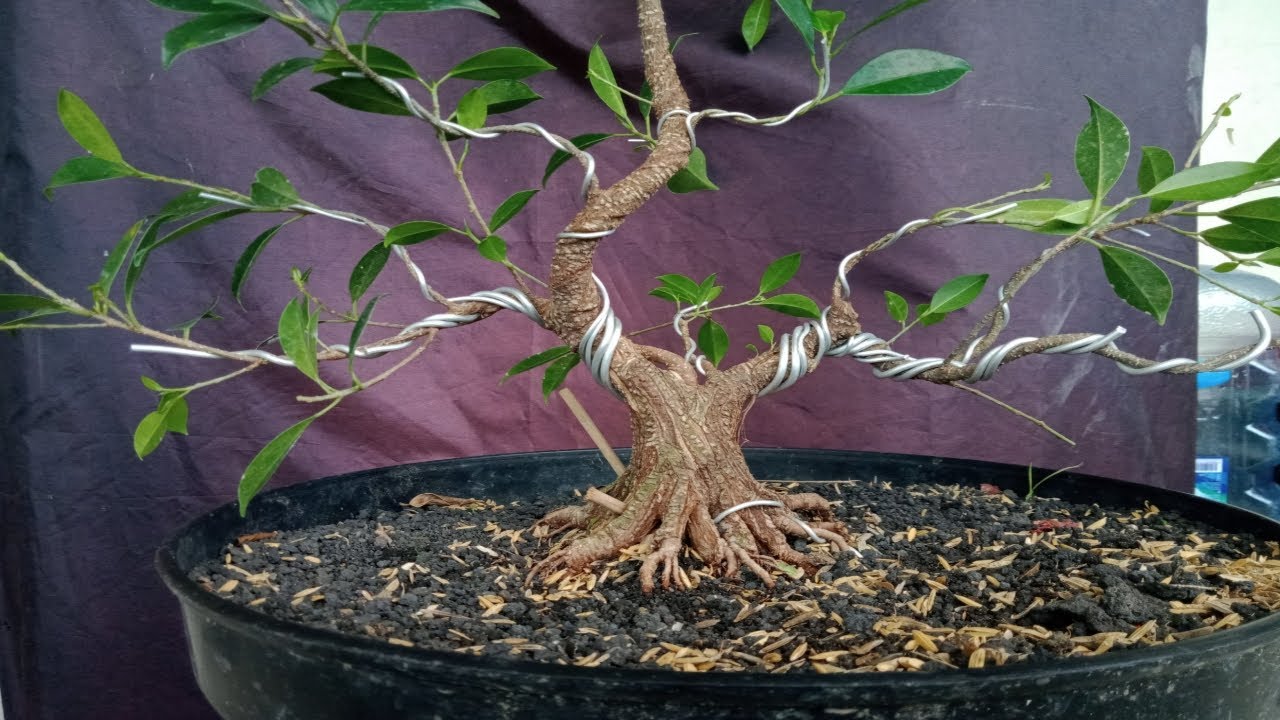 Pengawatan bonsai kimeng bogel YouTube