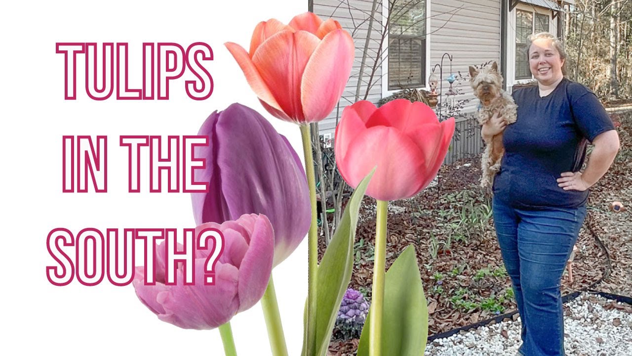 Planting PreChilled Tulips in the South (Planting Bulbs that need COLD