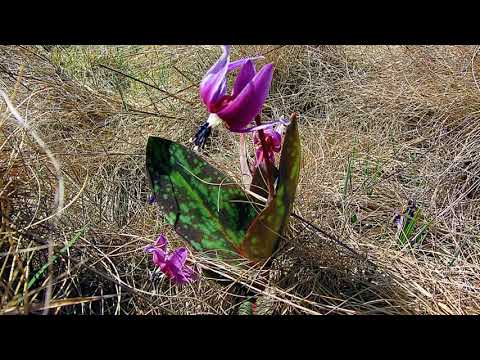 Video: Când Este Duminica Floriilor în