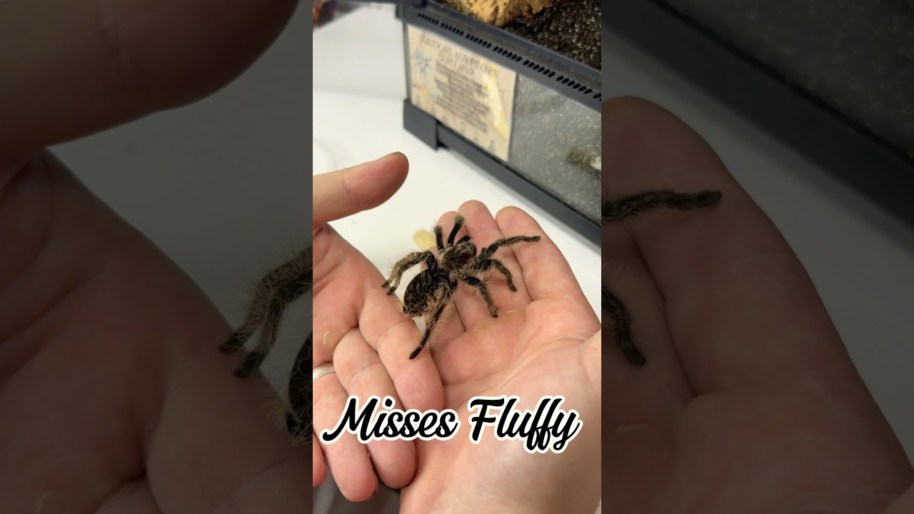 Correctly handling a tarantula pt 2. #tarantula #spider #fyp #shorts #pets #curlyhair #uk #beauty