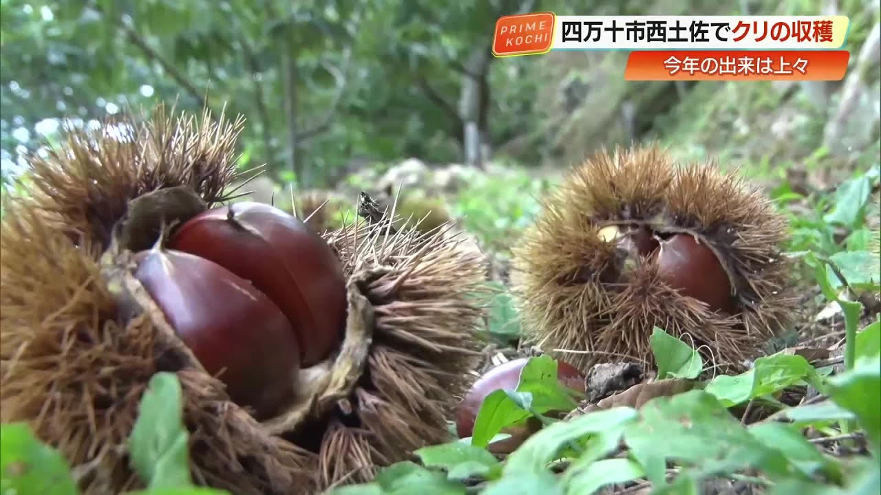 急斜面を“ど根性”で収穫 秋を感じる甘い「ぽっぽ栗」を『ど根性栗園