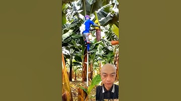 #farming #agriculture Bao bọc buồng chuối để làm gì?