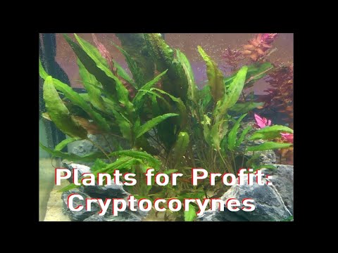 Video: Shade-loving Cryptocoryne White