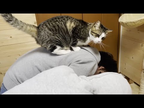 少しずつ息子に心を開く猫