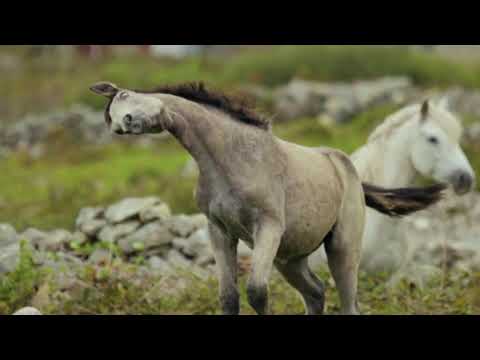 אורווה חוות סוסים לילדים בעברית 🐴 סוס בעלי חיים לילדים 🐎 סוסים דוהרים בטבע 🏇