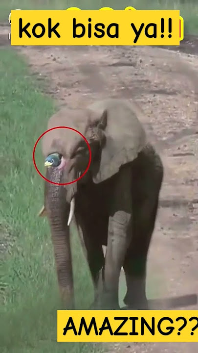 bisa-bisa nya burung pelatuk  buat sarang di kepala gajah #fypシ