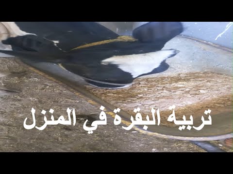 فيديو: كم يجب أن تعطى العلف المركب للبقرة في اليوم