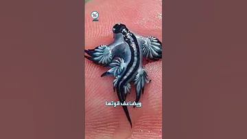 إسبانيا تغلق شواطئها بعد ظهور التنين الأزرق 