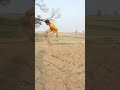 skity boy is gira hai ki nahi