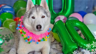 Happy Birthday Memphis The Husky  10 Years Old!