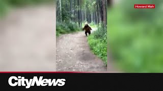 Download Lagu Calgary couple recalls close encounter with grizzly bear MP3 Download Lagu Calgary couple recalls close encounter with grizzly bear MP3