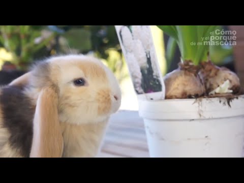 Video: Plantas nocivas para los conejos: plantas de jardín que son peligrosas para que las coman los conejos