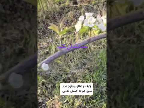 افزایش 10 برابری بار درخت البته باسند گردو بادام پسته کشاورزی باغ  آموزش باغبانی افت