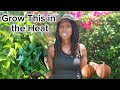 Top plants to grow in the summer heat