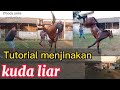 Tutorial menjinakan kuda liar