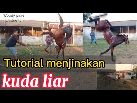 Video: Cara Menjinakkan Kuda (dengan Gambar)