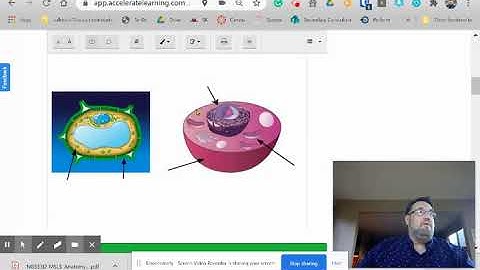 STEMscopes Linking Literacy