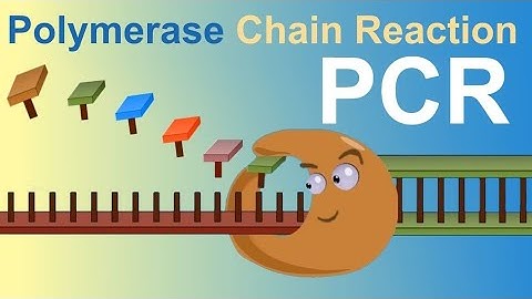 PCR- Polymerase Chain Reaction | NEET | SET | NET Exam | Details |