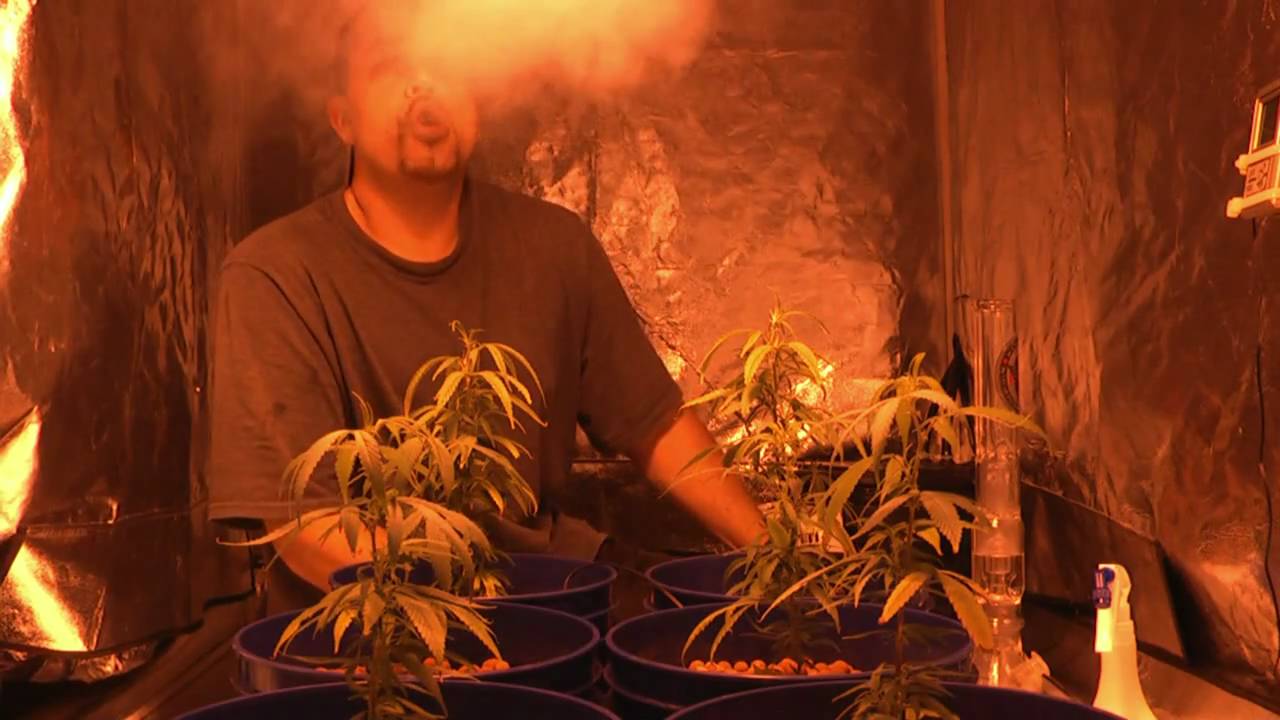 San Diego Weed Review #10: SDTMC's Blue Dream Haze & Allen Wrench