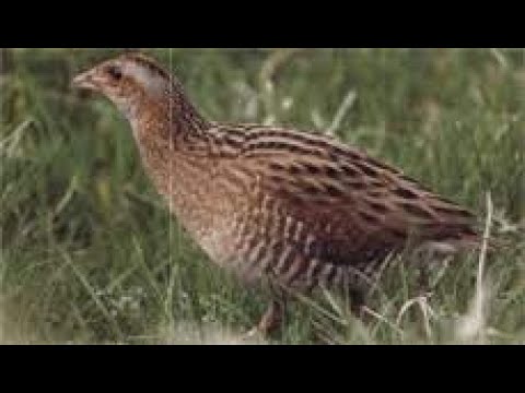 Деркач перелітний птах - YouTube