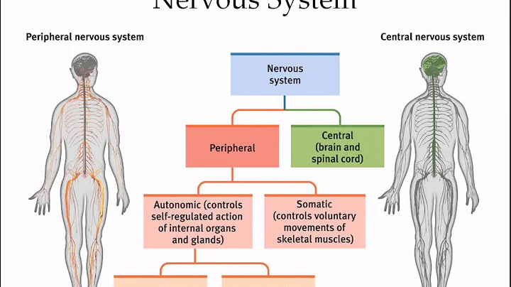 Video Lecture Nervous System Kim Appel
