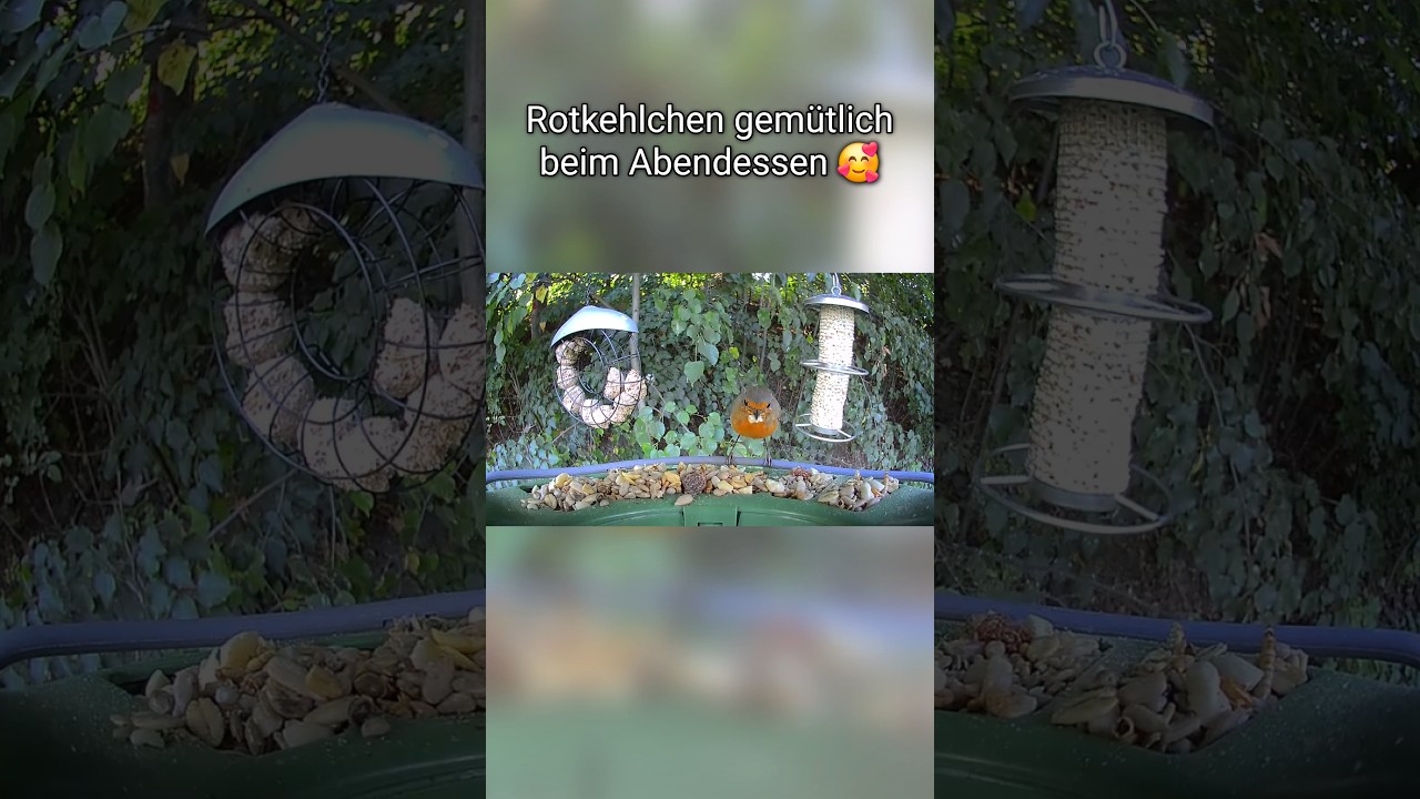 Rotkehlchen gemütlich beim Abendessen 🥰