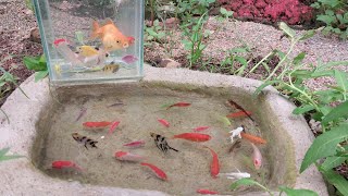 Wow!! The catch beautifull fish in a small pond, koi fish, goldfish, glowfish, manfish #003