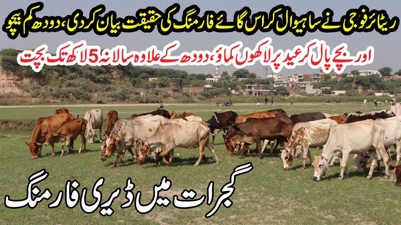 Sahiwal Cross Cows Farming in Gujrat | Cows Dairy Farming Tips By