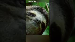 the smiling sloth #shorts
