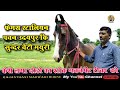 Marwari horse ll beautiful mare mayuri sired by pawan udaipur