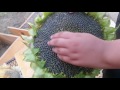 🌻Harvesting sunflower seeds!🌻