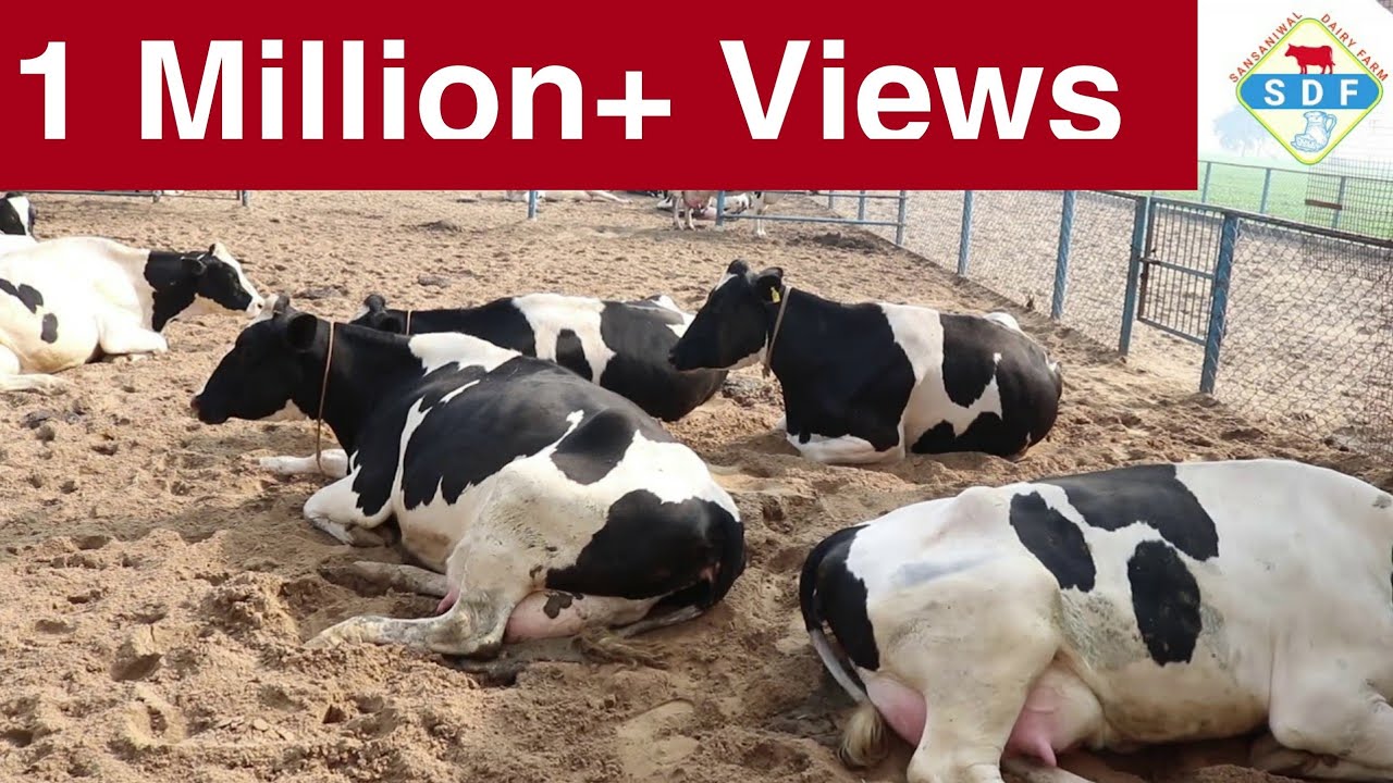 Khera Dairy Farm at Kapurthala (Punjab). New Latest Full Video