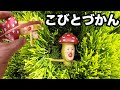 【こびとづかん 】ベニキノコビトを見つけた。