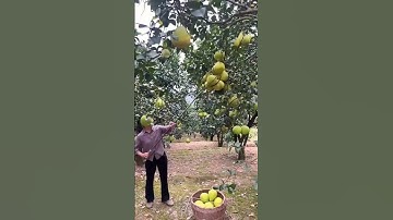 Clever picking process of pomelos