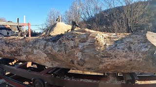 Sawing Another Rough White Pine