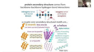 Proline’s structural strangeness & hydrogen bonding in proteins (which pro can’t do) & cis-peptides